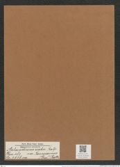 Aulacodiscus scaber var. jonesianus Ralfs (de-Toni-Nr.: Genus 182, Species 4516) Zeichnungen Sammlung Grunow Mappe 04444 (Herbarium_W_Grunow_drawings_Folder_04444)